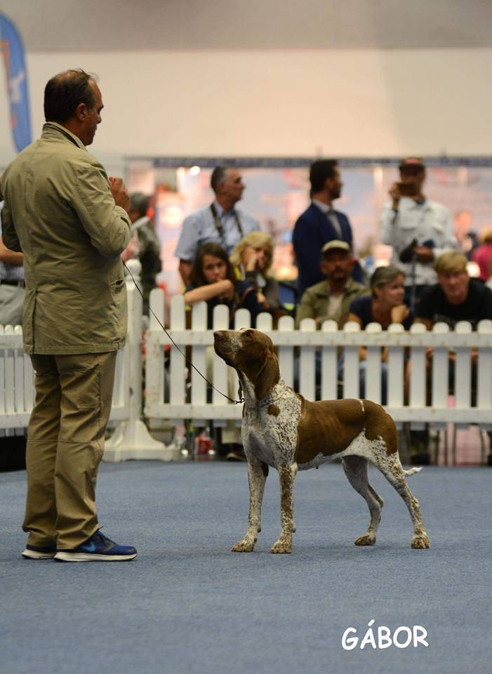 Bracco Italiano Innsbruck 2017 CAC CACIB BOB