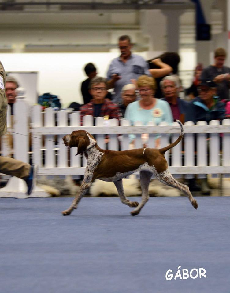 Bracco Italiano Innsbruck 2017 CAC CACIB BOB